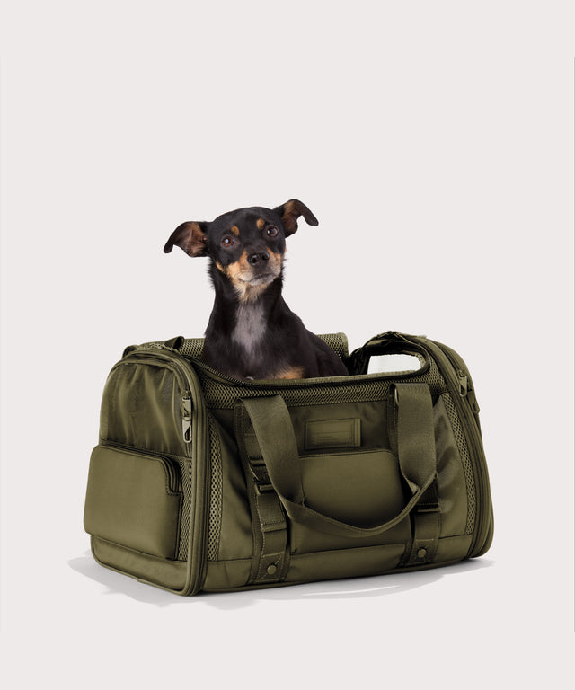 Dagne Dover Large Kyoto Pet Carrier in a deep olive green seen from an angle with a dog inside the carrier. Caption: Ocho is a 16-lb Chihuahua mix
