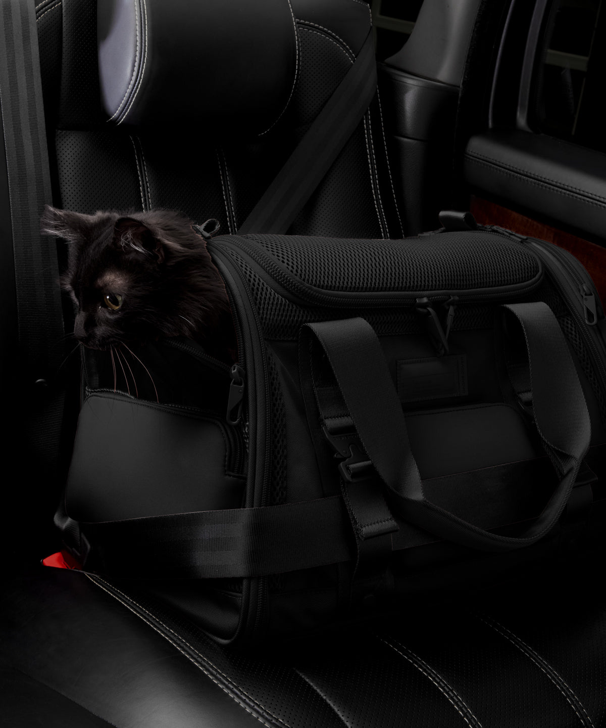 Dagne Dover Large Kyoto Pet Carrier in black displaying the two side release buckle clips to secure pet carrier to seat belt; a cat is inside the carrier.  Caption: Ouija is a 7.8-lb American Longhair