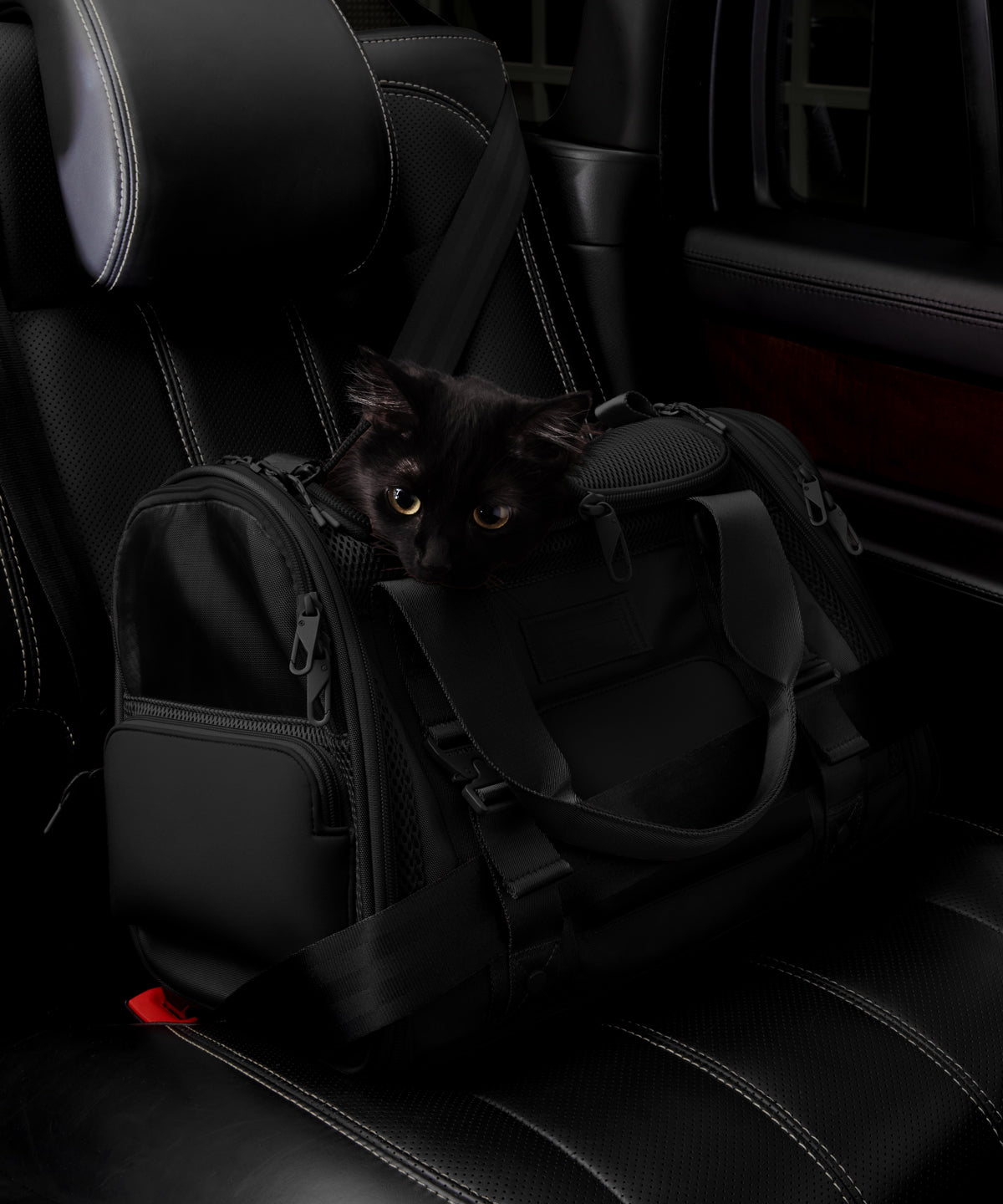 Dagne Dover small Kyoto Pet Carrier in black displaying the two side release buckle clips to secure pet carrier to seat belt; a cat is inside the carrier.  Caption: Ouija is a 7.8-lb American Longhair
